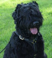 tracking-walking-dog-harness-russian-black-terrier.jpg